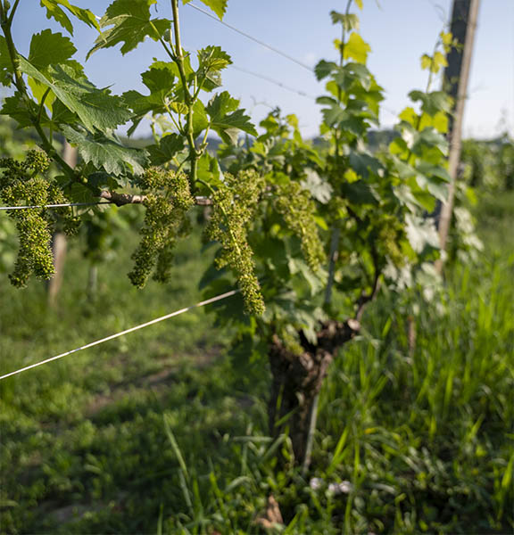 vigna