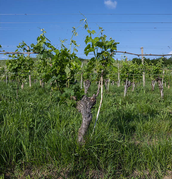 vigna