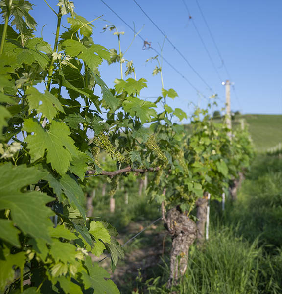 vigna